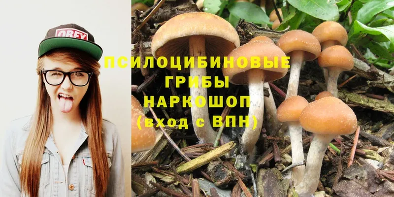 закладка  Бакал  Псилоцибиновые грибы Psilocybine cubensis 